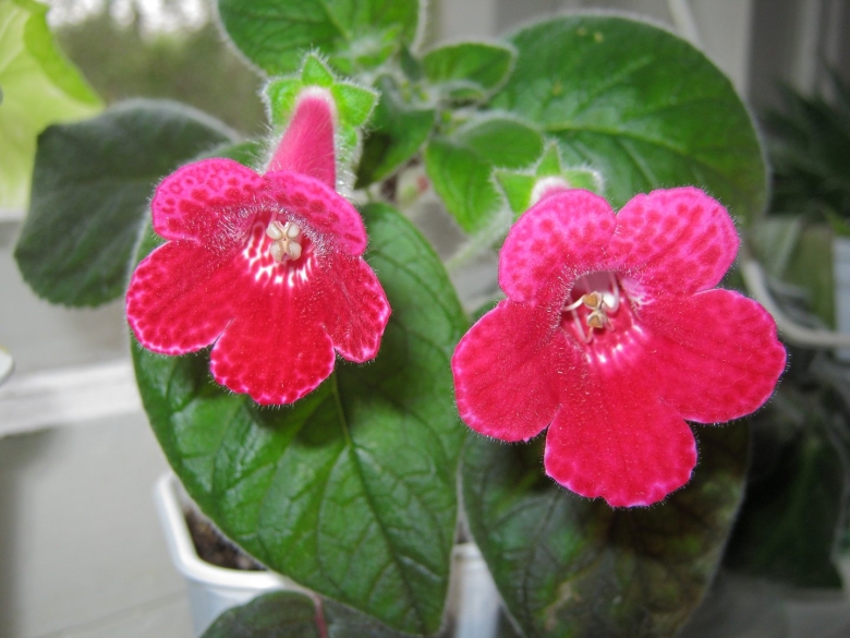 Колерия eriantha