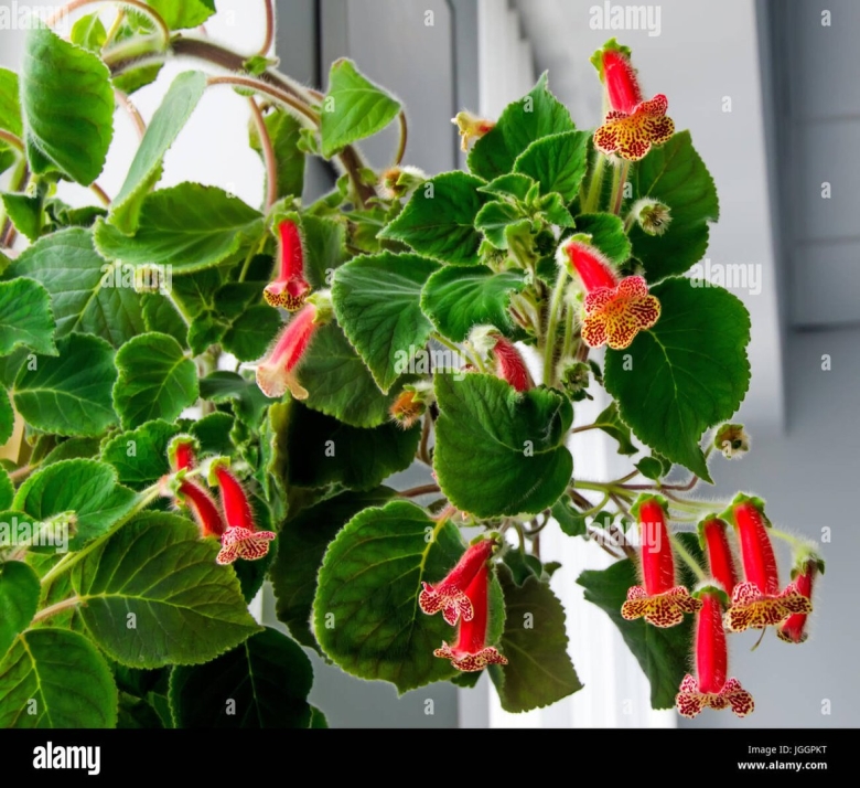 Колерия sunny