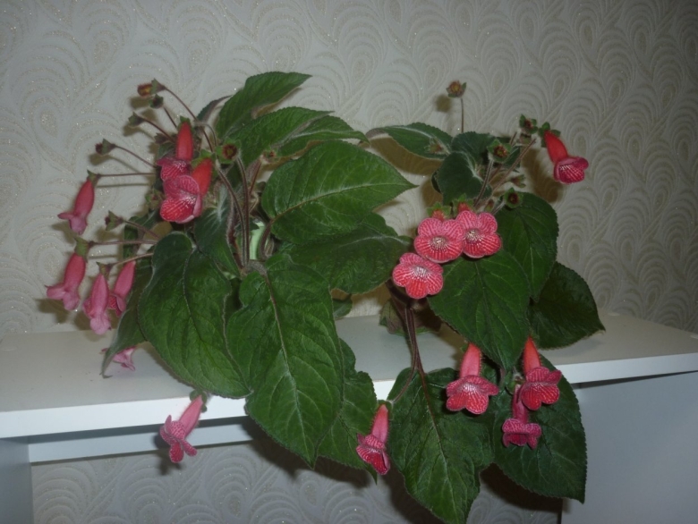 Ампельная красная колерия