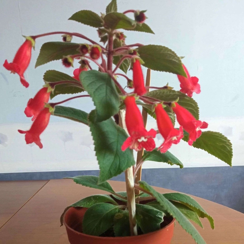 Колерия ампельная