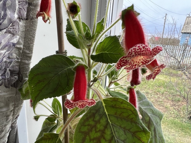 Колерия уход и размножение в домашних условиях