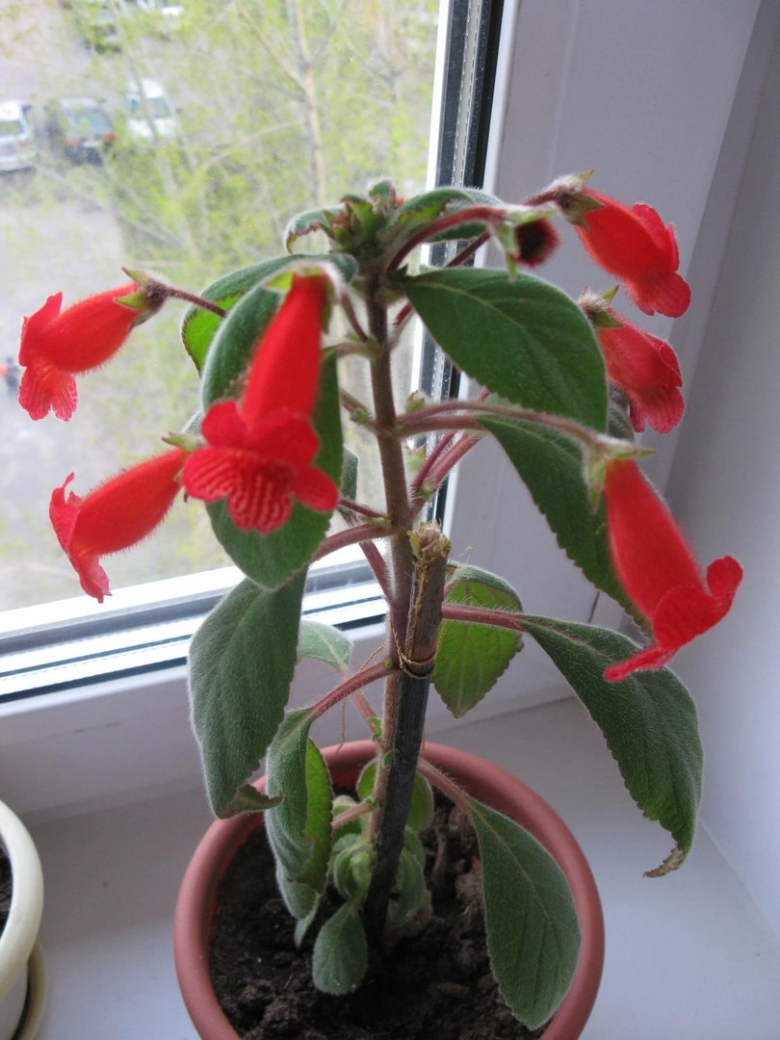 Колерия ампельная