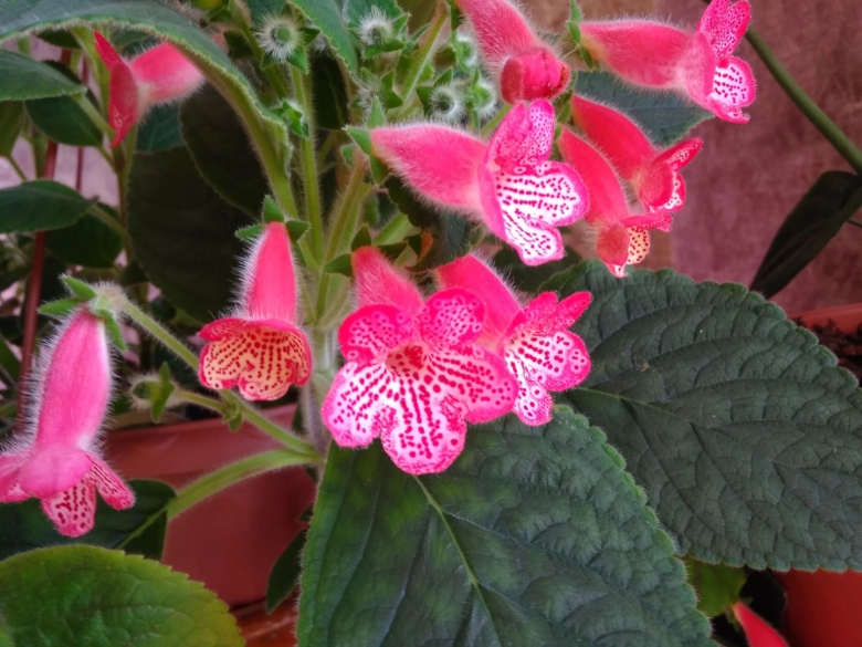 Колерия eriantha