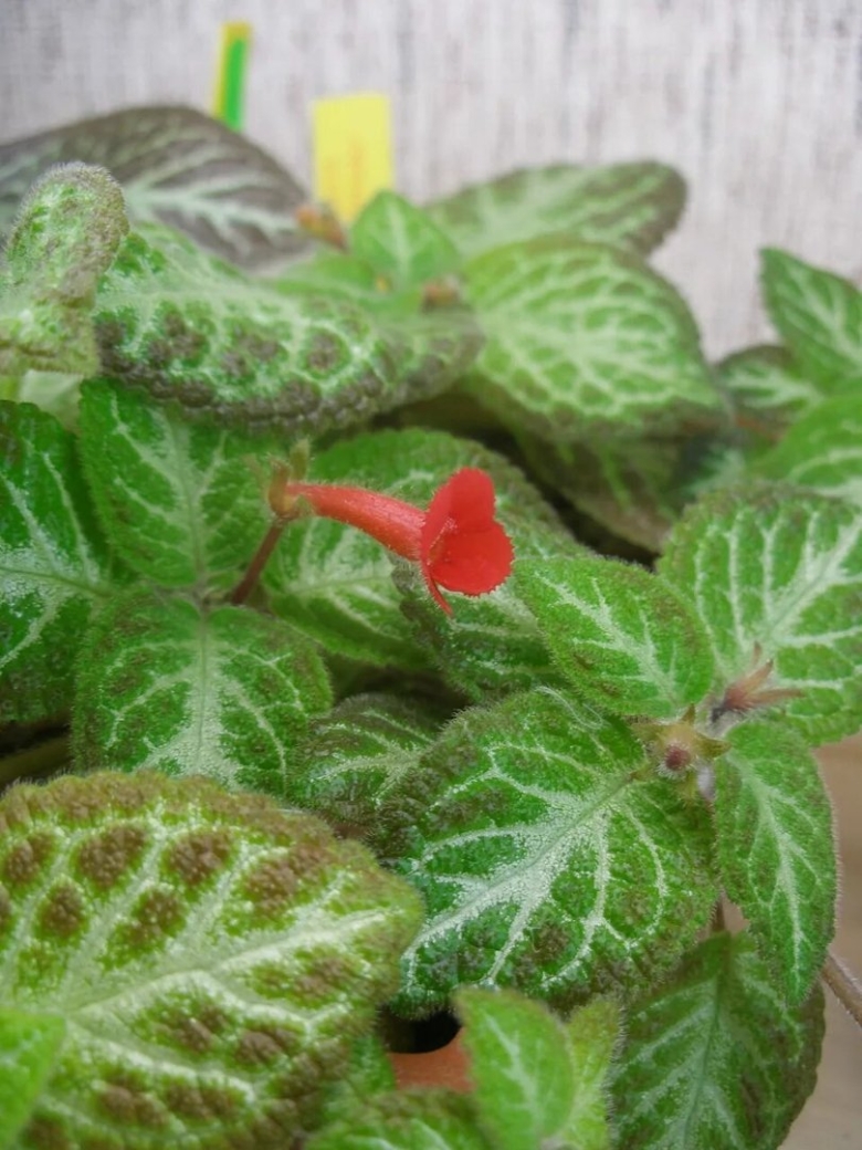 Эписция Chocolate Soldier