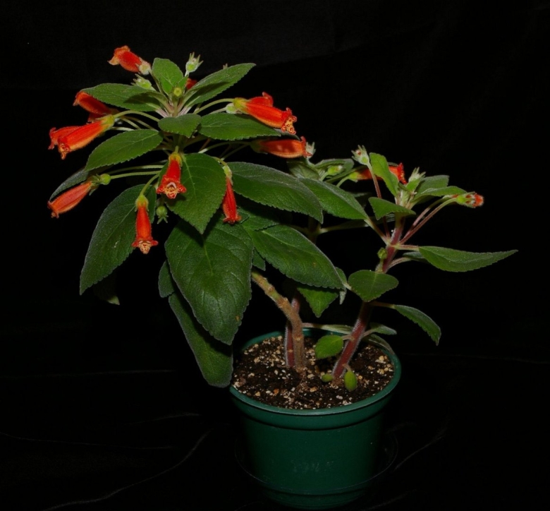 Калерия ампельная