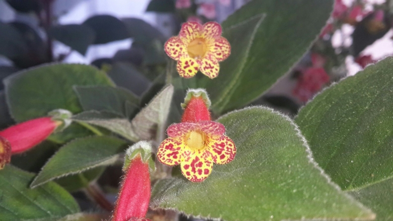 Колерия боготская