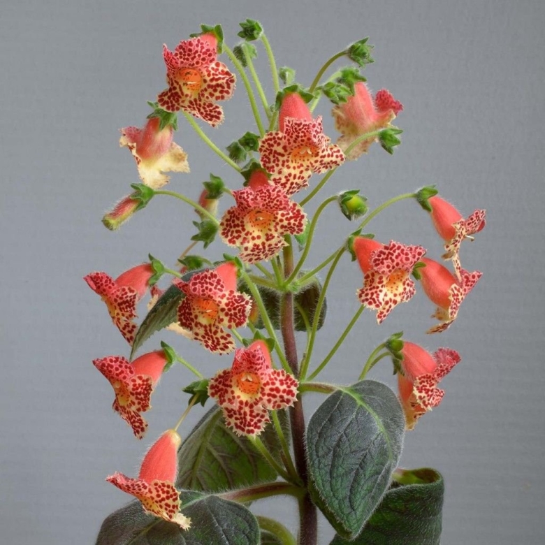 Колерия боготская