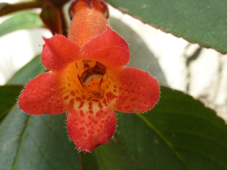 Kohleria magnifica
