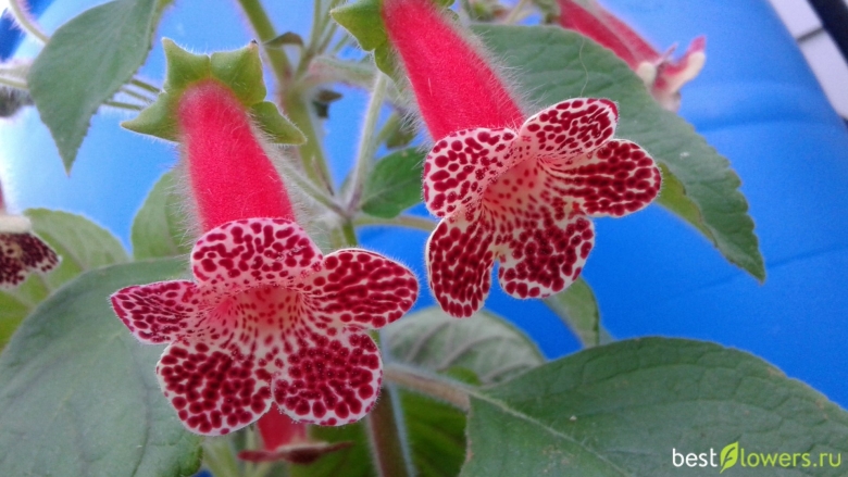 Колерия ingrid