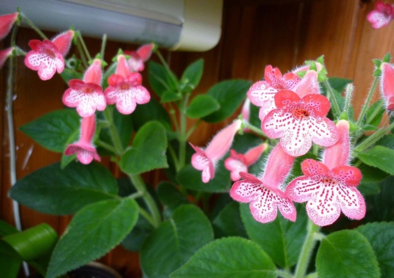 Колерия amabilis