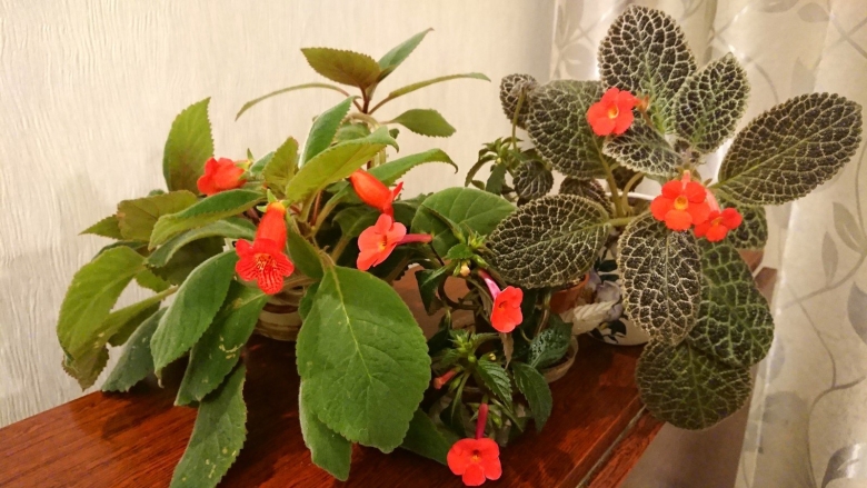 Колерия боготская цветок