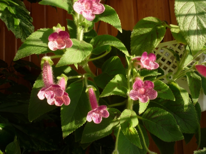 Колерия комнатные растения