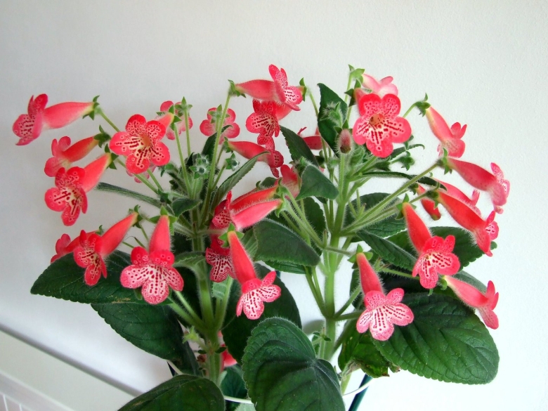 Колерия manchu