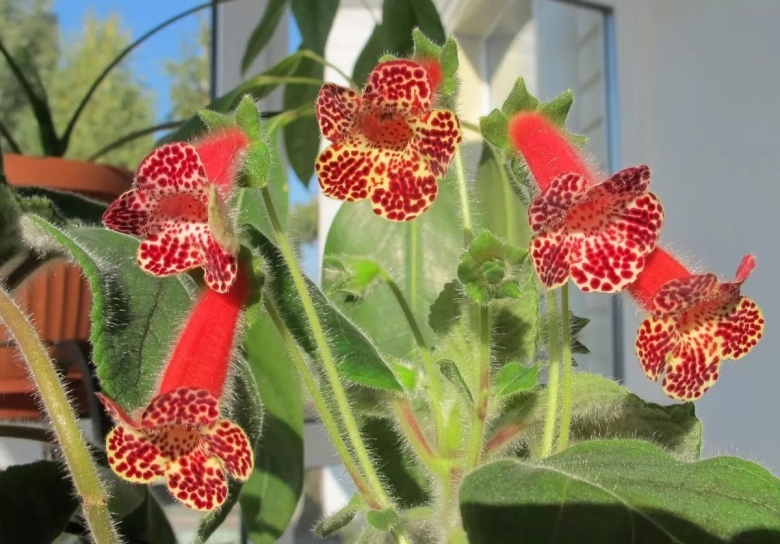 Колерия пушистоцветковая