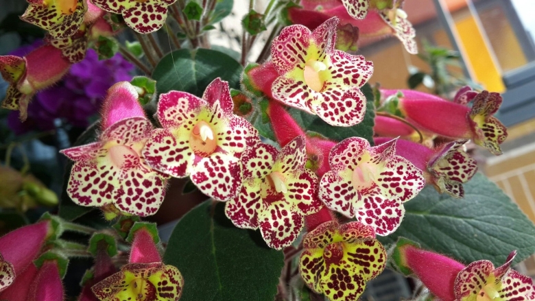 Колерия лурдес