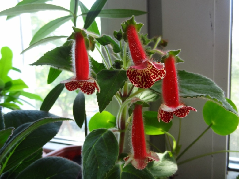 Колерия eriantha