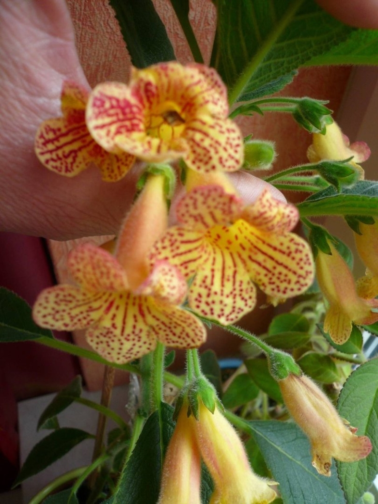 Калерия тигровая