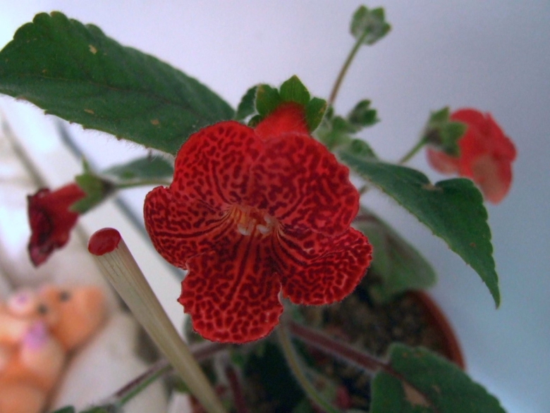 Колерия волосистая