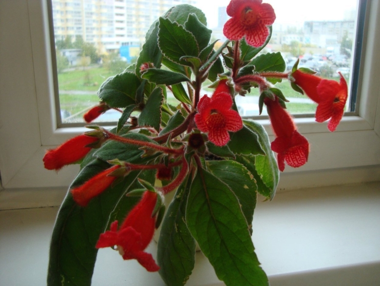 Колерия ампельная