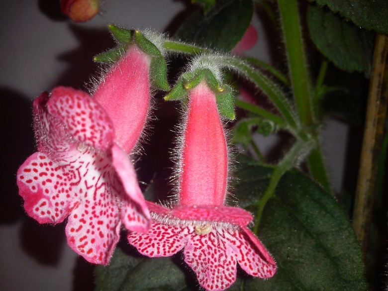 Колерия растение