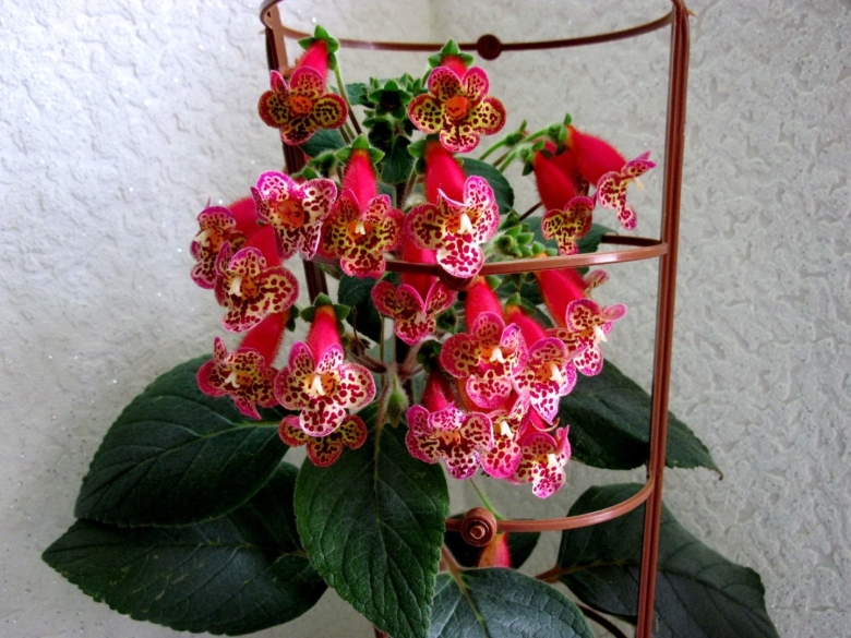 Колерия srg's andalusia