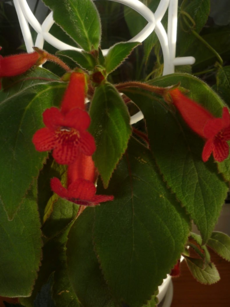 Калерия ампельная