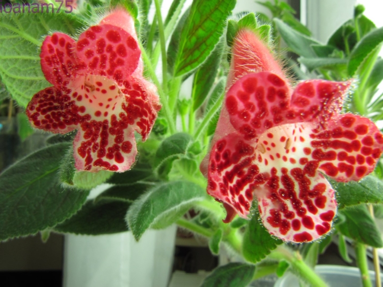 Колерия eriantha