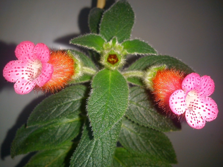 Колерия peridot's kitlope