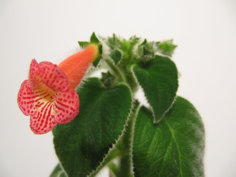 Колерия боготская