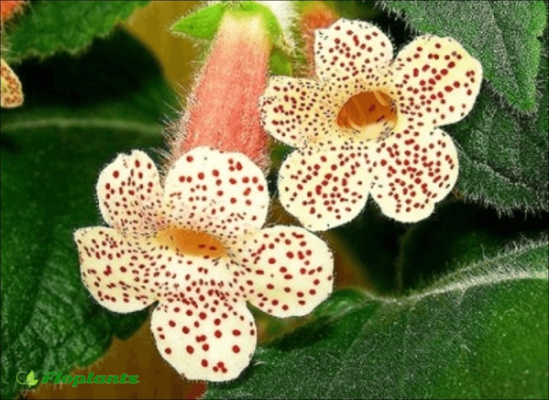 Колерия bristol's first born