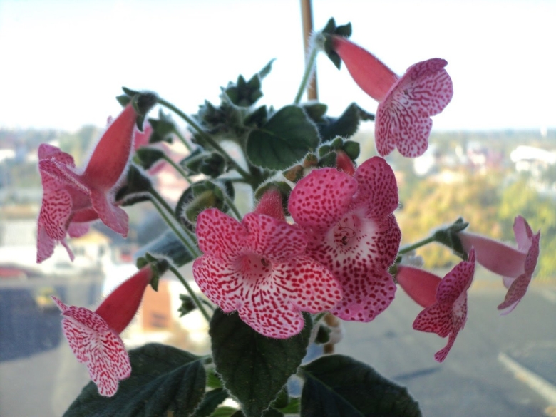 Колерия manchu