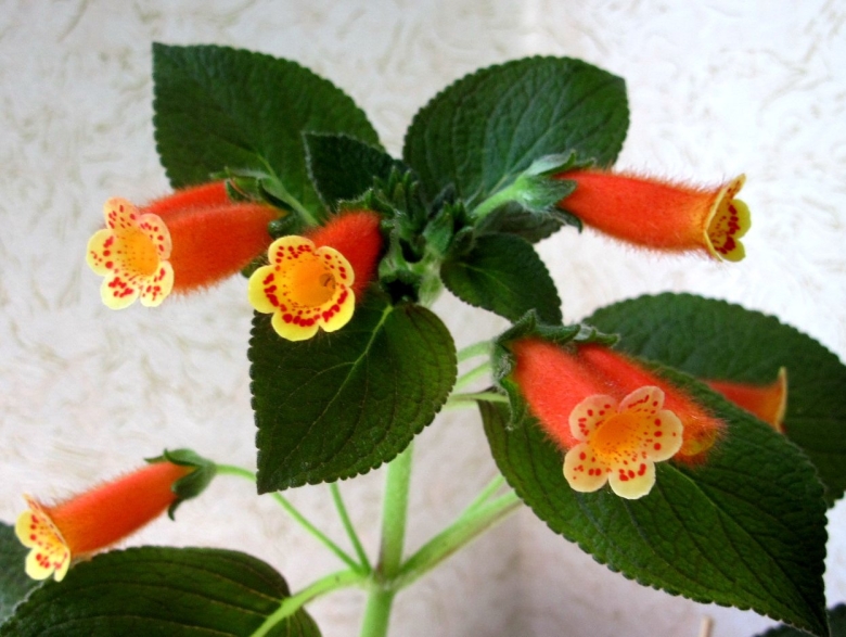 Колерия peridot's potlach