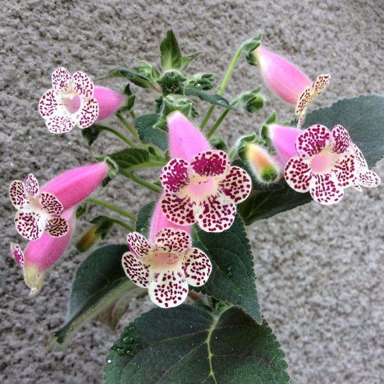 Lilla Gubben колерия