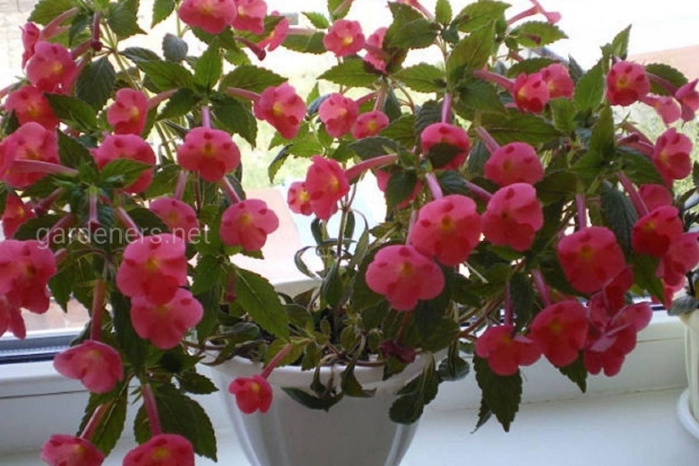 Ахименес ампельный