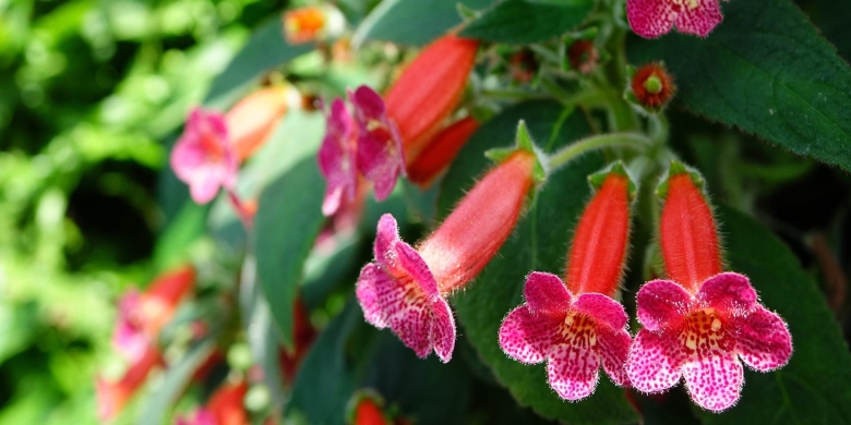 Колерия eriantha