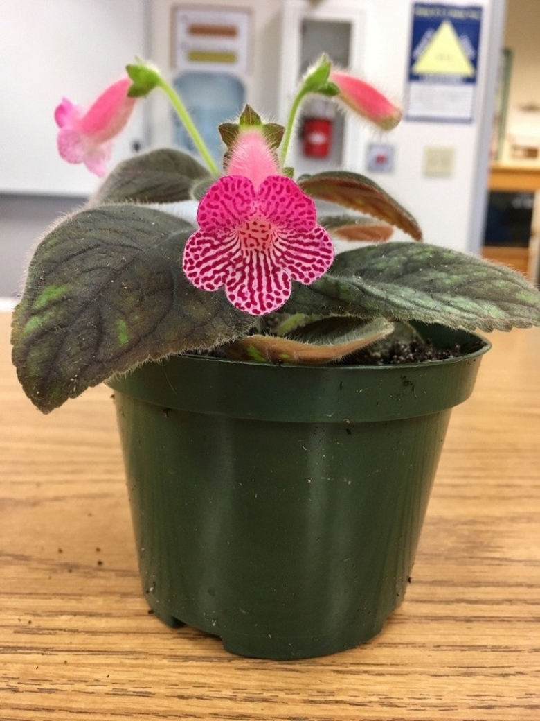 Колерия сизая