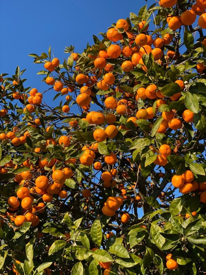 Плантации мандарин в абхазии