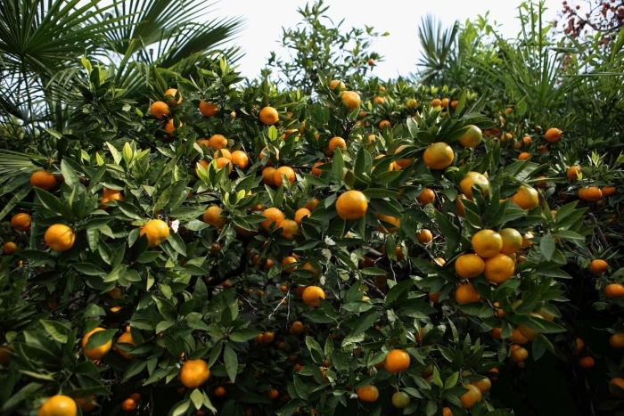 Гагры мандариновые плантации