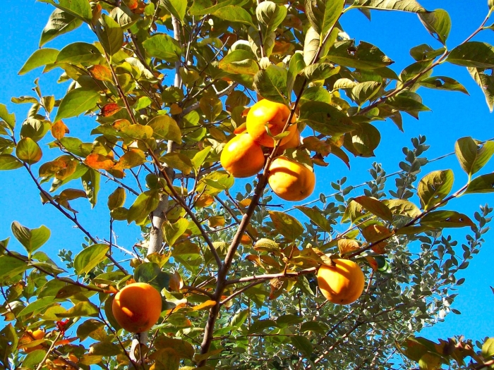 Хурма в абхазии