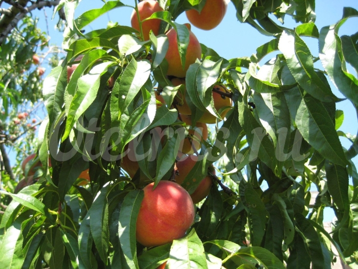 Сорт персика редхейвен