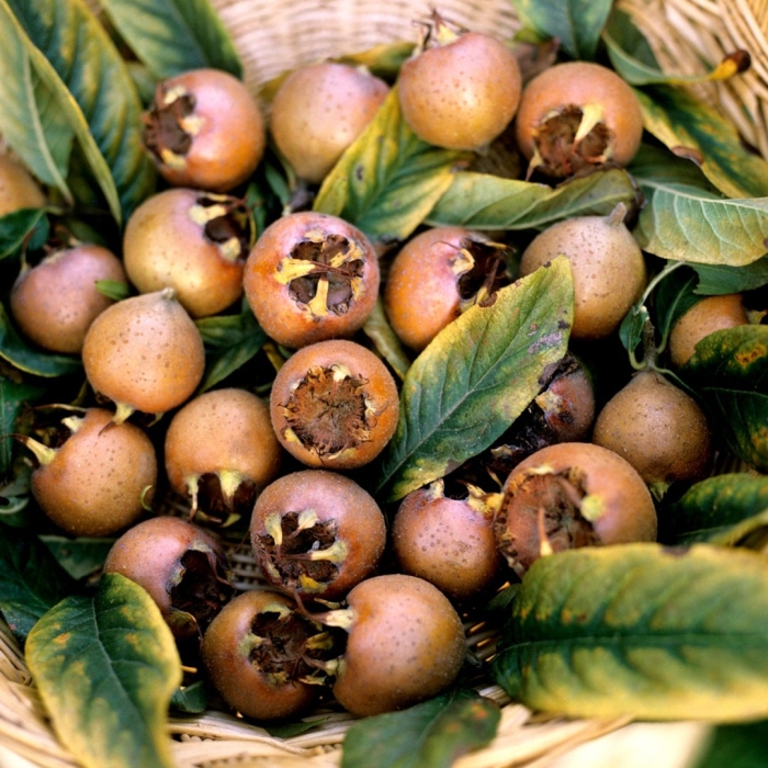 Mespilus germanica мушмула германская