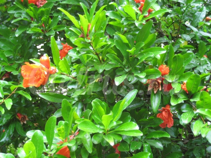 Растения абхазии кустарники