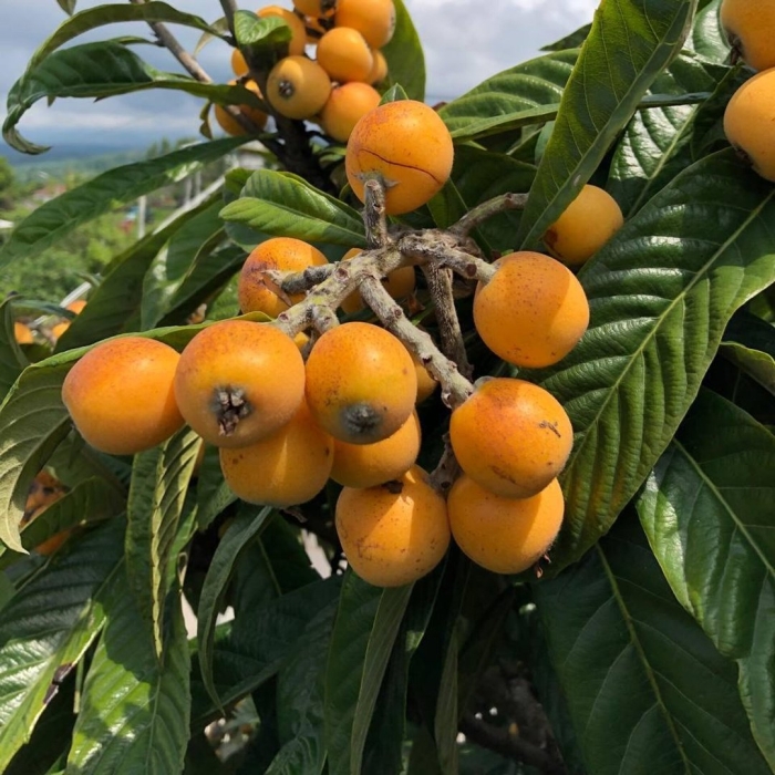 Мушмула германская сандра