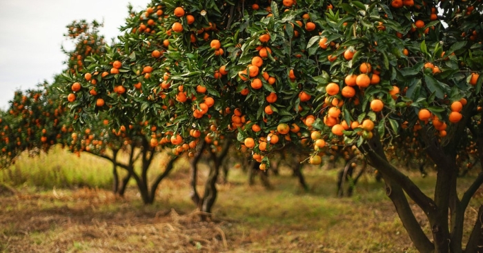 Мандариновые плантации в абхазии