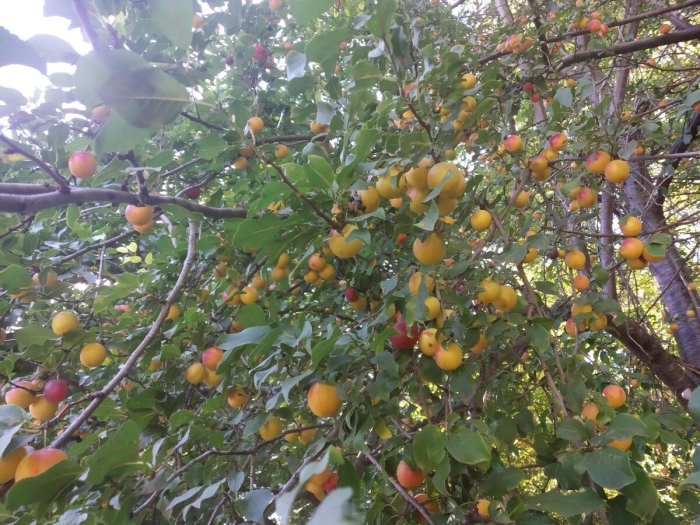 Плодовое дерево