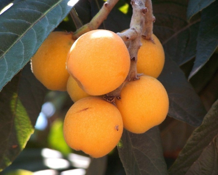 Мушмула германская