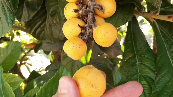 Фрукт мушмула