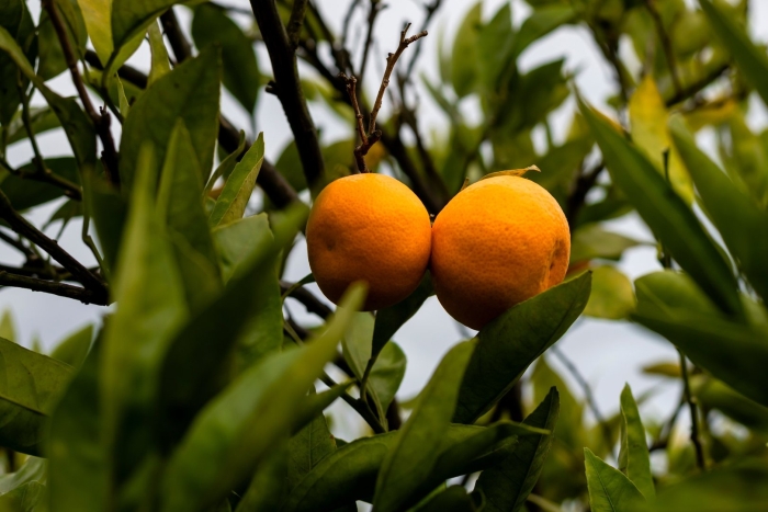 Мандарин абхазия