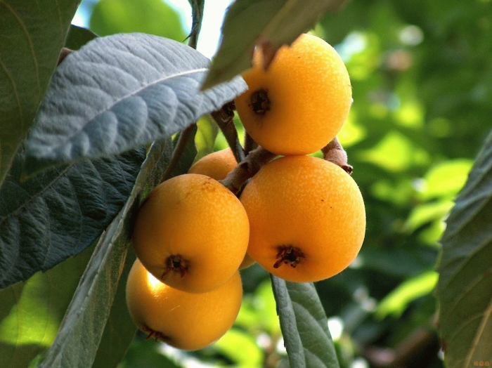 Мушмула германская кавказская