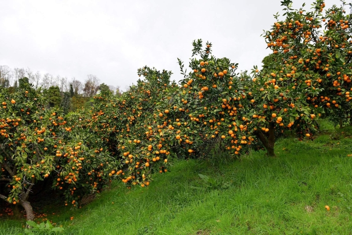 Мандариновая роща